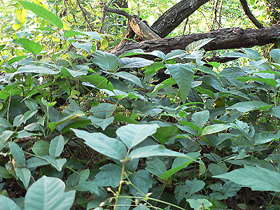 Poison ivy